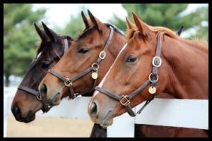 Equine Supplies &amp; Health