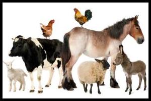 Feeds - Horse, Livestock &amp; Farm