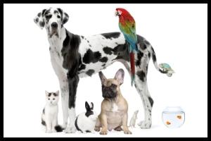 Pet Supplies &amp; Accessories