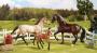 BREYER SPORT HORSE FAMILY