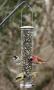 QUICK-CLEAN SEED TUBE BIRD FEEDR