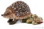 SCHLEICH HEDGEHOG