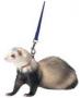 FERRET LEAD & HARNESS BLUE 48"