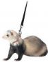 FERRET LEAD & HARNESS BLACK 48"